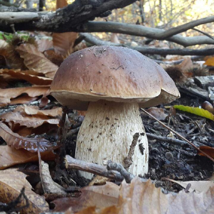Le Mercou En Cevennes Saint-Martin-de-Boubaux Екстериор снимка